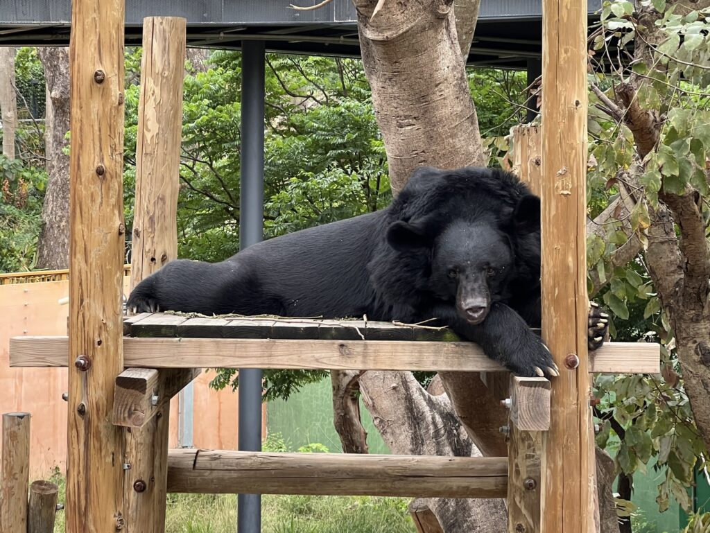 壽山動物園:城市旁的山林親子基地