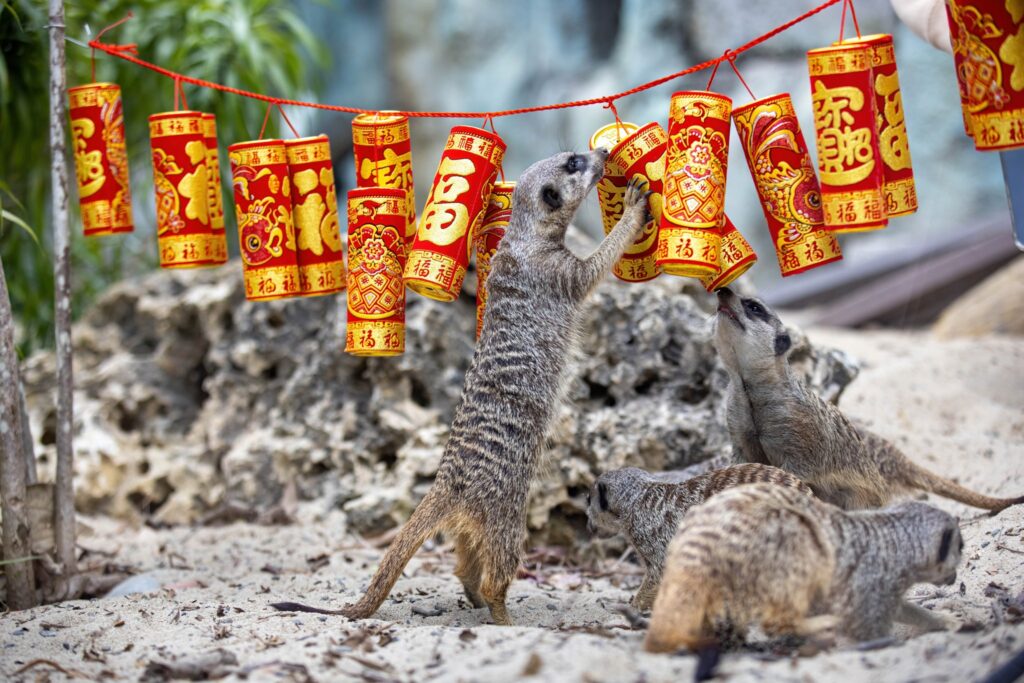 壽山動物園:城市旁的山林親子基地